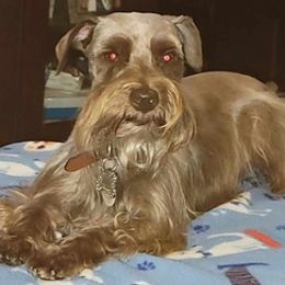 Miniature Schnauzers from Ana's Schnauzers