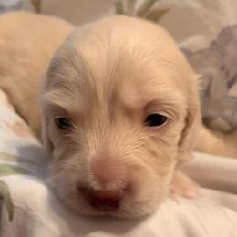 Girl 3 - Cream female Dachshund puppy in Vinton, Iowa from Lerch Family Dachshunds