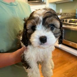 Leebit F1 - Sable female Cavapoo puppy in Garland, Kansas from 3W Ranch