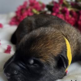 Belgian Malinois Puppies from Rose Kennels