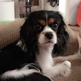 Jo - Cavalier King Charles Spaniel