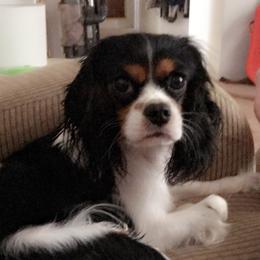 Jo - Cavalier King Charles Spaniel