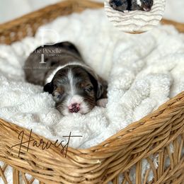 Harvest - Blue merle male Bernedoodle puppy in Tulsa, Oklahoma from The Poodle Co. Raising Doodles & Poodles
