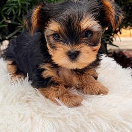 Luke - Black and tan male Yorkshire Terrier puppy in Jacksonville, Florida from TLJ Choco Yorkie Love