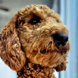 honey - Poodle
