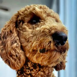 honey - Poodle