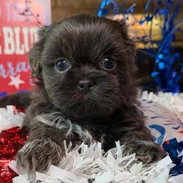 Elijah - Silver and white male Shih Tzu puppy in Desoto, Texas from Willow’s Wonderful Shih Tzu