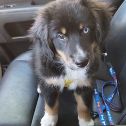 Miniature Australian Shepherd Puppies from Wonderland Aussies