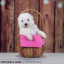 Pink collar - White female Berger Blanc Suisse puppy in Chestnut, Illinois from Fireside Fernweh