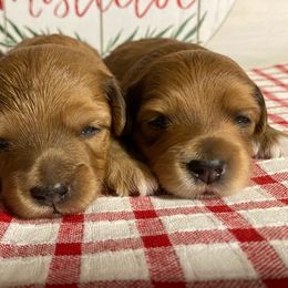 Aussiedoodle and Goldendoodle Puppies from Delaryedoodles