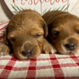 Aussiedoodle and Goldendoodle Puppies from Delaryedoodles