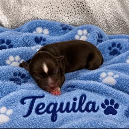 Tequila - Red & white male Miniature Australian Shepherd puppy in Bronson, Iowa from Crazy Acres Aussies