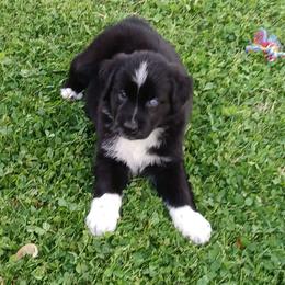 Simba - Tan - Boy - Black tri-color male Australian Shepherd puppy in Charlotte, North Carolina from Tranquility Trail Aussies