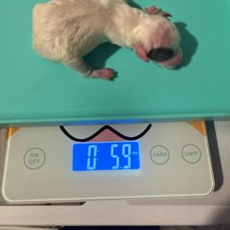 Theodore - Parti male Poodle puppy in Tampa, Florida from The Sweet Life of a Toy Poodle