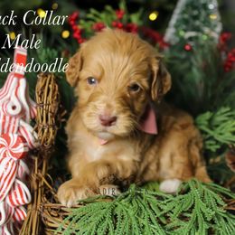 Black collar - Red  male Goldendoodle puppy in Plattsburgh, New York from Adirondack Poodles Goldendoodles,Bernedoodles & Schnoodles