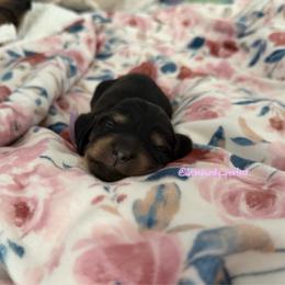 Silk- 5000 - Black and cream female Dachshund puppy in Summerfield, Florida from Dachshundly Perfect
