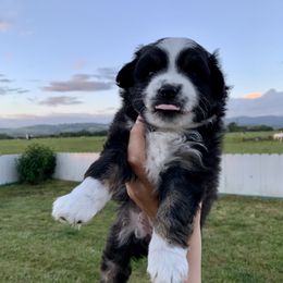 Miniature Australian Shepherd Puppies from 5 Star Mini Aussies
