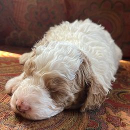 Lilly - Apricot female Goldendoodle puppy in Somerset, Ohio from Odyssey Pups