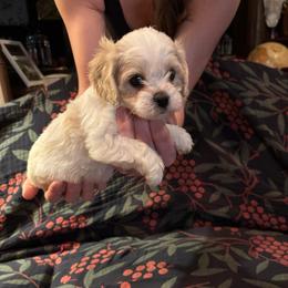 Jack - Apricot and white male Cavachon puppy in Holly, Michigan from Terrie’s Cavachons & Cavalier King Charles Spaniels