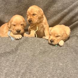 Green boy - Golden male Golden Retriever puppy in Great Falls, Montana from VS Golden Fields