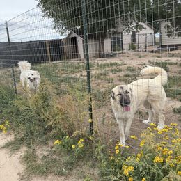 Colorado Mountain Dog puppies from Sharp Guardians and Goldens