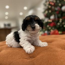 Havanese and Havapoo Puppies from Ladypawspuppies