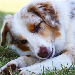 Rusty - Miniature Australian Shepherd