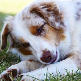 Rusty - Miniature Australian Shepherd