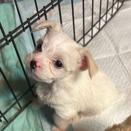 White Male - White male Yorkipoo puppy in Topeka, Kansas from Bayless Yorkiepoos