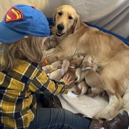 Cavalier King Charles Spaniel and Golden Retriever Puppies from Country Goldens and Mountain Top Cavaliers