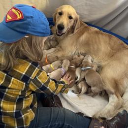 Cavalier King Charles Spaniel and Golden Retriever Puppies from Country Goldens and Mountain Top Cavaliers