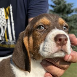 Red - Red and white male Beagle puppy in Hudson, Michigan from Bachman’s Kennel