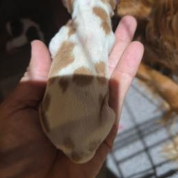 Girl 1 - Blenheim female Cavalier King Charles Spaniel puppy in Wimberley, Texas from Amazing AKC Puppies