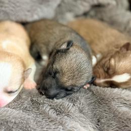 Flora - Wolf sable female Pomsky puppy in Doon, Iowa from Luxury Pomsky