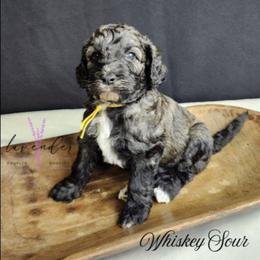 Whiskey Sour - Black and tan male Cockapoo puppy in Mancelona, Michigan from Lavender poodles & doodles