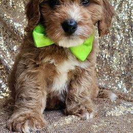 Goldendoodle Puppies from KK's Doodle Bunch