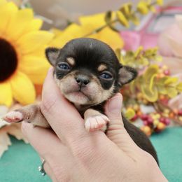 Canto - Black and tan male Chihuahua puppy in Raleigh, North Carolina from Fiddlefigg Chihuahuas