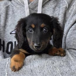 Echo 3000 dollars - Black and tan male Dachshund puppy in Crystal, Michigan from Mare-bella Dachshunds