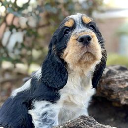 English Springer Spaniels from Goodrich English Springer Spaniels