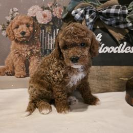 Bernedoodle, Goldendoodle, and Poodle Puppies from 4goldendoodles