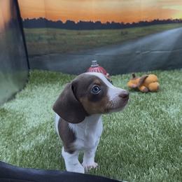 Chocolate and Tan Piebald Smooth Male - Piebald male Dachshund puppy in Killeen, Texas from Southern Dachshunds