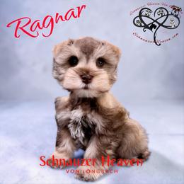 Ragnar AKC - Liver male Miniature Schnauzer puppy in Pelzer, South Carolina from Schnauzer Heaven Von Longbach
