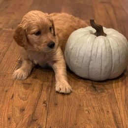 Goldendoodle Puppies from Gardenia Goldens and Goldendoodles