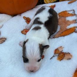 Mike - Sable and white male American Corgi puppy in Stillwater, Oklahoma from Steele Family Farms