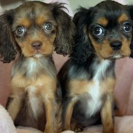 Miso - Tri-color female Cavalier King Charles Spaniel puppy in Yuciapa, California from AlltheDoodlez_