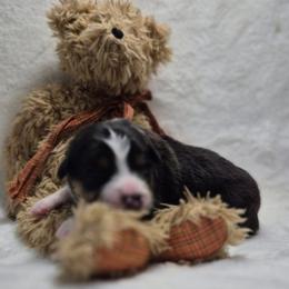 Spritz   Boy 2 - Black tri-color male Australian Shepherd puppy in Maryland from Lake Shore Australian Shepherds