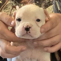 Macaron - White male American Bulldog puppy in Three Rivers, Michigan from Jemms Kennels