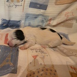 Mikey - Black male Havanese puppy in Deer Park, Washington from Mt. Top Havanese