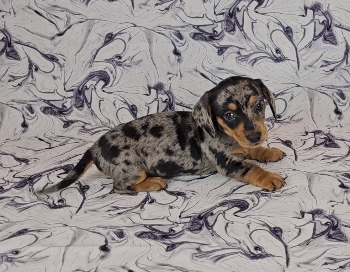 Dachshund Puppies from Newbern's Nuggets