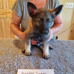 Hunter Green Boy - Gray sable male Shiloh Shepherd puppy in Caneadea, New York from Strauss Haus Shepherds